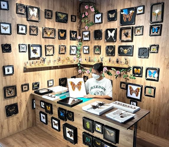 Real Framed Death Head Moth Shadow Box Unique Taxidermy Oddity Specimen Entomology Insect Witchy Gothic Decor Gallery Home Room Decor K18-01-DO thumbnail 6