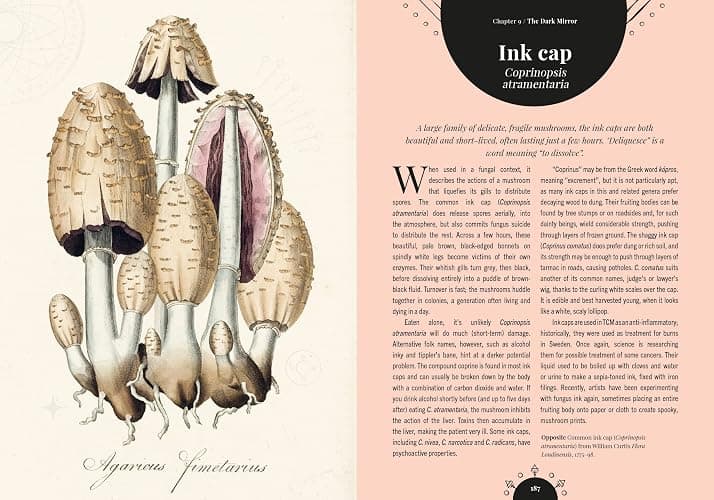 Kew - The Magic of Mushrooms: Fungi in folklore, superstition and traditional medicine (Royal Botanic Gardens, Kew) thumbnail 15