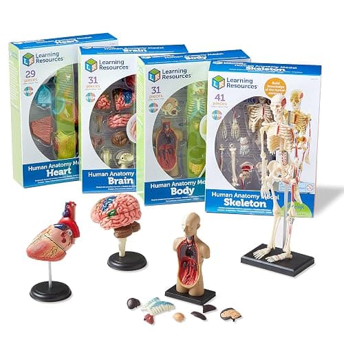 Learning Resources Anatomy Models Bundle Set - Skeleton and Physiology, Human Body Model , Science Classroom Must Haves, Biology Teacher Supplies, Interactive Homeschool Projects, Montessori - Image 1