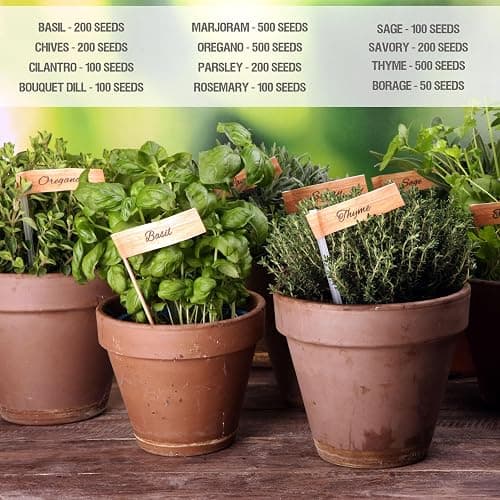 Seed Needs Herb Seeds Variety Pack Culinary Herb Collection (12 Individual Packets for Planting Indoors or Outdoors) Grow Your Own Herb Garden - Heirloom, Non-GMO thumbnail 5