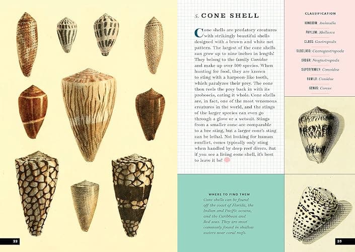 The Little Book of Shells: A Guide to Shells and the Amazing Creatures Who Make Them thumbnail 8