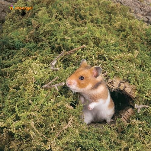 Niteangel 5L Forest Moss Soft Natural Moss Bedding Nesting for Dwarf Syrian Hamsters, Gerbils, mices, Degus or Other Small Animal thumbnail 3