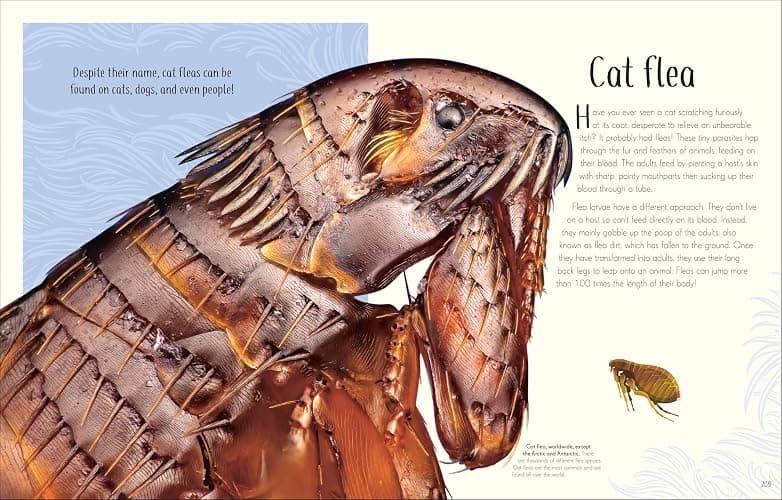 An Anthology of Remarkable Bugs (DK Children's Anthologies) thumbnail 9