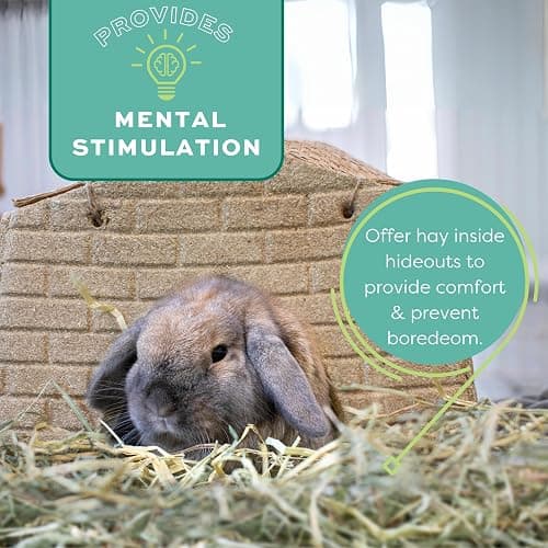Oxbow Animal Health Orchard Grass, Guinea Pig Hay, Rabbit Hay, Small Pet Bunny Supplies, All Natural Grass for Guinea Pig, Bunny, Chinchilla & Hamster, Oxbow Rabbit Supplies for Bunnies, 9 lb. box thumbnail 14