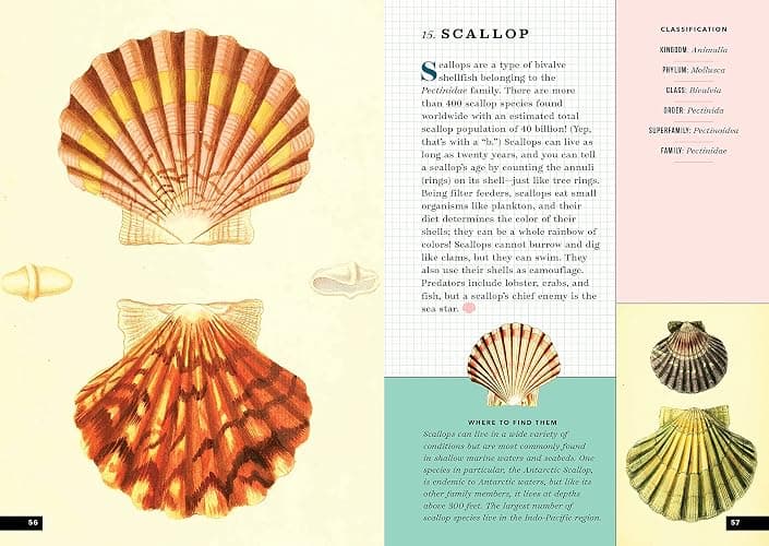 The Little Book of Shells: A Guide to Shells and the Amazing Creatures Who Make Them thumbnail 15