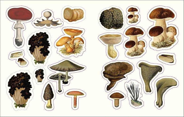 The Forests, Fairies and Fungi Sticker Anthology: With More Than 1,000 Vintage Stickers thumbnail 5