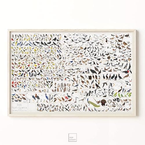 Pop Chart | Birds of North America | 36" x 24" Large-Format Poster | Every Bird Species in North America Illustrated | Perfect Wall Decor for Nature Lovers | 100% Made in the US thumbnail 5