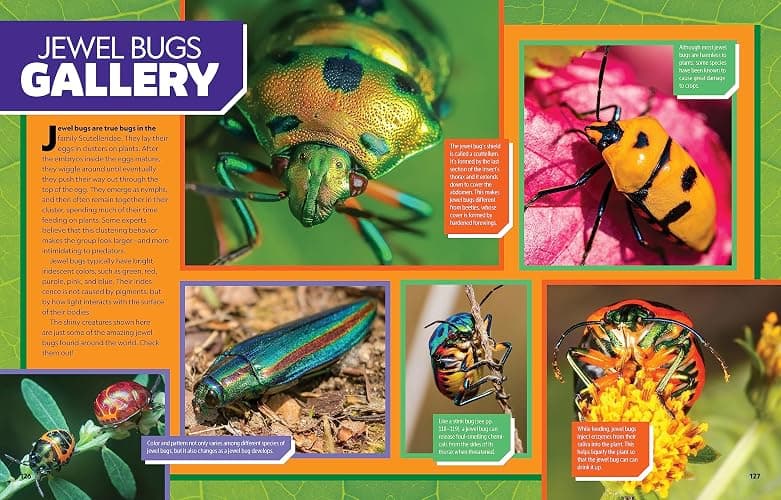 National Geographic Kids Ultimate Bugopedia, 2nd Edition: The Most Complete Bug Reference Ever (NGK Ultimate Pedias) thumbnail 4