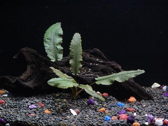 California Bundle - 25+ Stems / 6 Species Live Aquarium Plants Package thumbnail 6