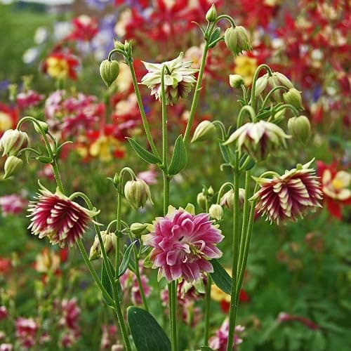 Scott&Co. Flower Seed Variety Pack - 30 Different Varieties of Flower Seeds to Grow Your Own. Butterfly and Bee Attracting, Grow Indoor and Outdoor. Christmas Gifts for Women and Men. thumbnail 7