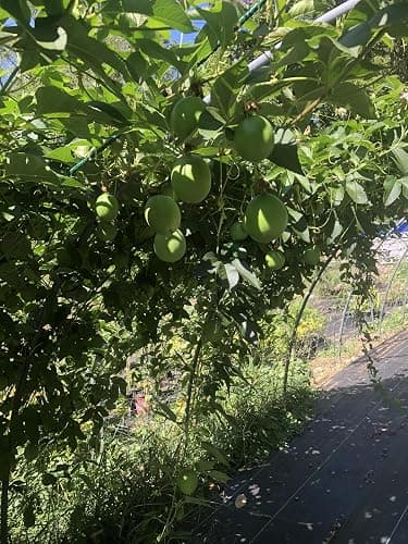 Organic Passion Flower Seeds (Passiflora incarnata) 30 Seeds (1 Grams) - Passionflower, Maypop, Apricot Vine, Old Field Apricot Seeds for Planting by Smoke Camp Crafts thumbnail 5