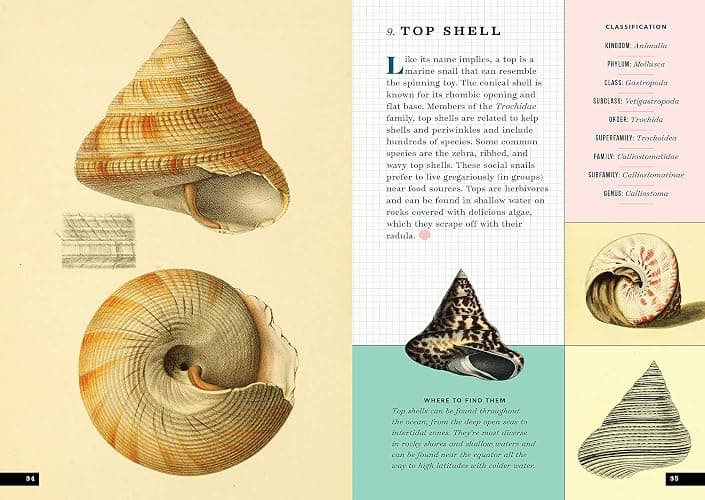 The Little Book of Shells: A Guide to Shells and the Amazing Creatures Who Make Them thumbnail 11