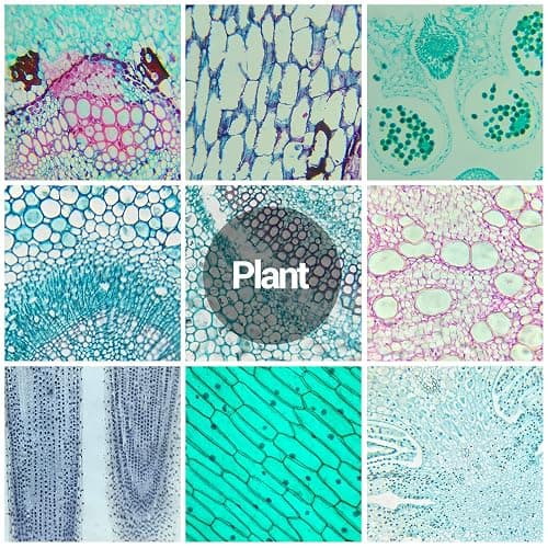 60 Microscope Slides with Specimens for Kids, Prepared Microscope Slides for Kids Microbiology, Prepared Microscope Slides for Adults thumbnail 6