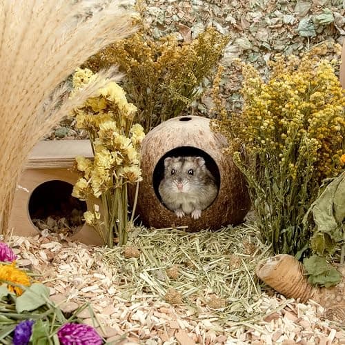 andwe Coconut Hut Hamster House Bed for Gerbils Mice Small Animal Cage Habitat Decor thumbnail 4