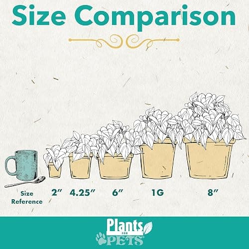 Live Snake Plant, Sansevieria trifasciata Superba, Fully Rooted Indoor House Plant in Pot, Mother in Law Tongue Sansevieria Plant, Potted Succulent Plant, Houseplant in Potting Soil by Plants for Pets thumbnail 6