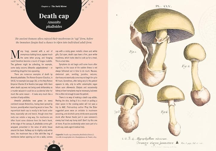 Kew - The Magic of Mushrooms: Fungi in folklore, superstition and traditional medicine (Royal Botanic Gardens, Kew) thumbnail 12