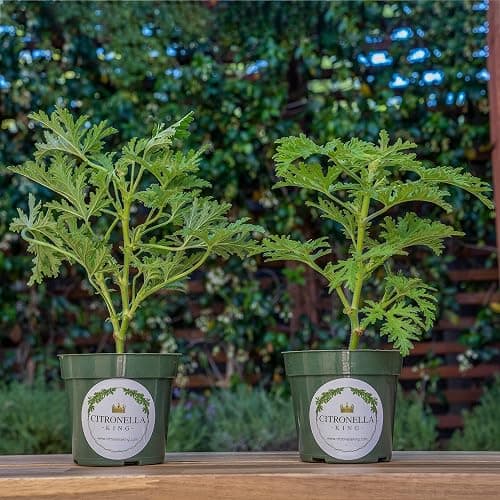 2 Citronella (Mosquito Plant) - Large and Etsblished with Fresh Citrus Aroma for Patio, Garden & Indoor/Outdoor Containers, Citrosa Geranium (Pelargonium citrosum) in 4″ Pots, Live Plants thumbnail 3