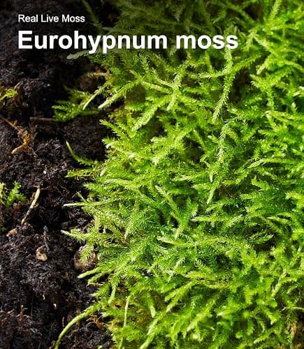 Live Moss Duo Pack 2 Types of Real Live Sheet/Sphagnum Moss for Terrariums, Terrarium Mosses Landscaping, Reptile Tank Accessories, Snake & Gecko Humidity Substrate Mosses for Crafts & Plant Décor thumbnail 9