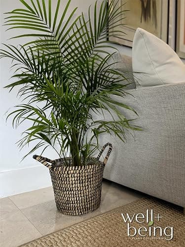 Nature's Way Farms Majesty Palm Live Plant, Indoor and Outdoor Palm Tree, in Growers Pot, Tropical Houseplant, Decor for Your Patio, Balcony, Home or Office 3-4 Feet Tall thumbnail 2