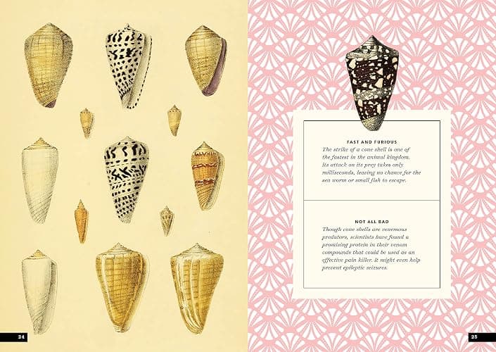 The Little Book of Shells: A Guide to Shells and the Amazing Creatures Who Make Them thumbnail 9