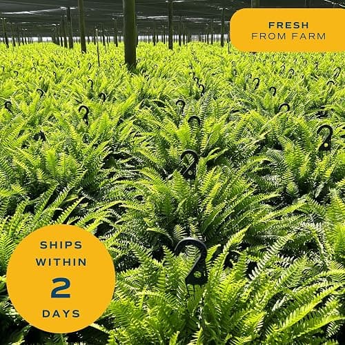 Costa Farms Kimberly Queen Fern Live Plant in Decorative Pot, Indoor & Outdoor Houseplant, Perfect for Home, Room, or Office Decor, Great House Warming or Birthday Gift, 12-18 Inches Tall thumbnail 8