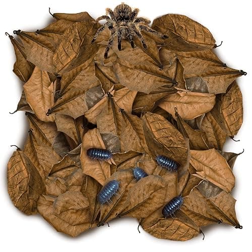 SunGrow 50 Pack Leaf Litter for Spider, Cricket & Isopod, Mini Catappa Dried Indian Almond Leaves, for Vivarium, Terrarium & Aquarium (Mini Leaves (2", 50-Pack)) - Image 1