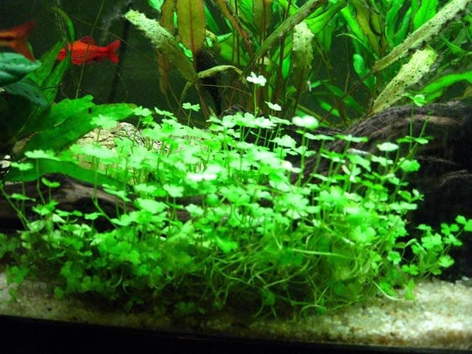 Foreground Potted Live Aquarium Plants | Freshwater Aquatic Plants for Aquariums (Potted Dwarf Cloverleaf) thumbnail 2