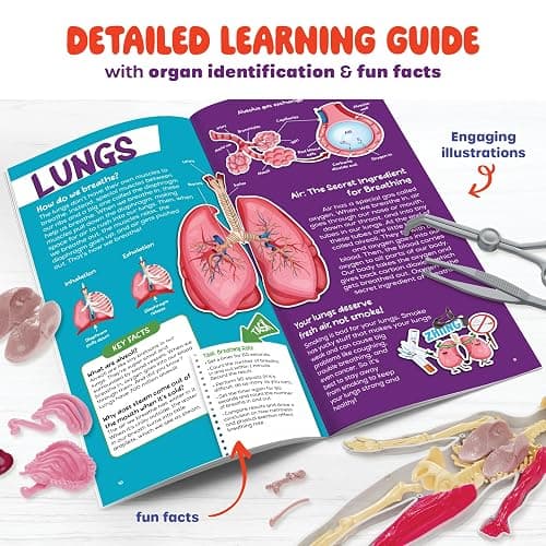 Human Anatomy Squishy Body Model - STEM Science Kits for Kids Ages 4-8 | STEM Toys for 4 5 6 7 8 Year Old Boy Birthday Gift - Learning Educational Toys for Ages 5-7 Boys Gifts - Skeleton Parts thumbnail 7