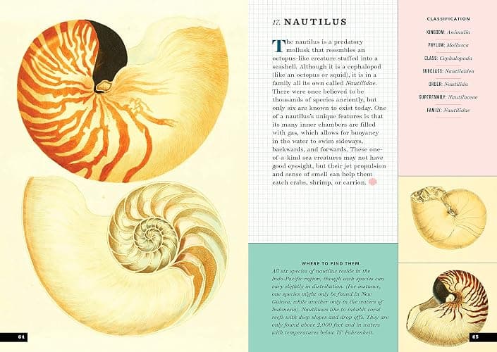 The Little Book of Shells: A Guide to Shells and the Amazing Creatures Who Make Them thumbnail 17