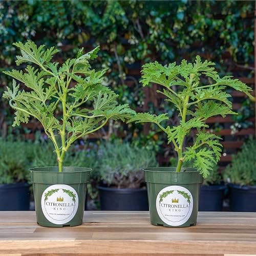 2 Citronella (Mosquito Plant) - Large and Etsblished with Fresh Citrus Aroma for Patio, Garden & Indoor/Outdoor Containers, Citrosa Geranium (Pelargonium citrosum) in 4″ Pots, Live Plants thumbnail 2