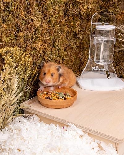 Niteangel Nature Golden Hamster Food: 1kg/35.27oz Complete & Balanced Diet | Selected Well-Matched Nutrient Composition & No Additives Treats Small Animal Food for Syrian Golden Hamsters or Small-Pets thumbnail 5
