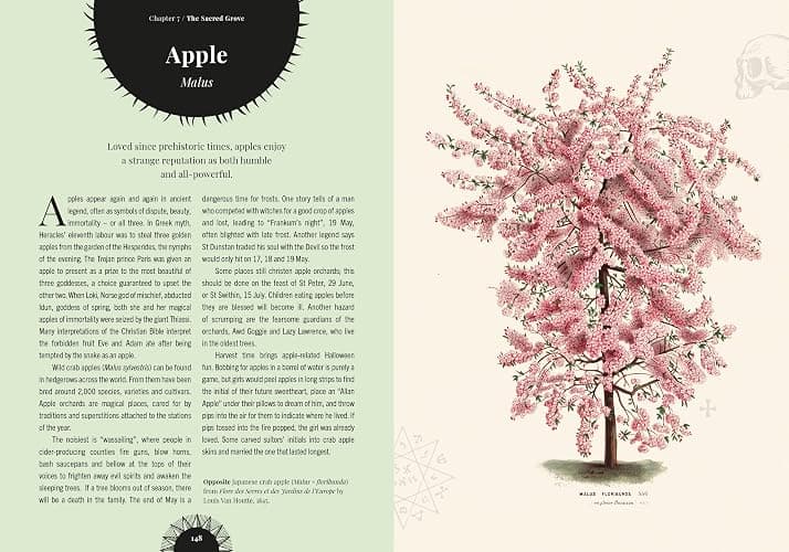 Witch's Forest: Trees in magic, folklore and traditional remedies (Royal Botanic Gardens, Kew) thumbnail 5