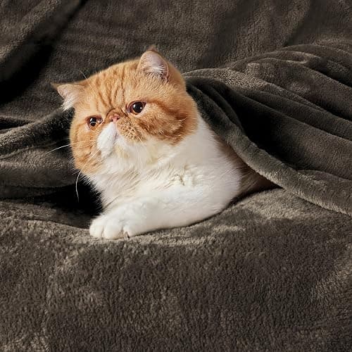 Bedsure GentleSoft Fleece Blankets Queen Size Brown - Bed Blanket Soft Lightweight Plush Fuzzy Cozy Luxury Microfiber, 90x90 inches thumbnail 3