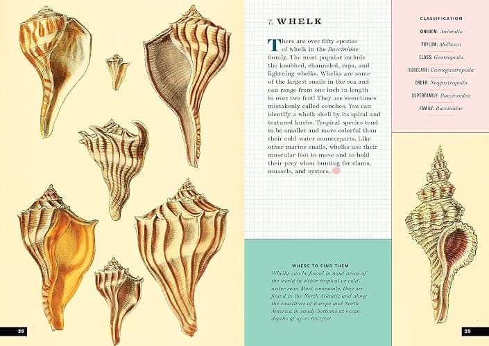 The Little Book of Shells: A Guide to Shells and the Amazing Creatures Who Make Them thumbnail 10