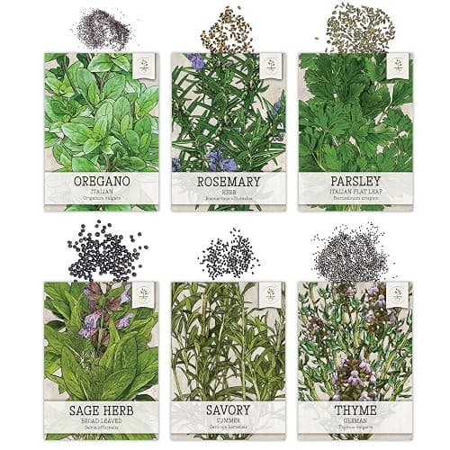 Seed Needs Herb Seeds Variety Pack Culinary Herb Collection (12 Individual Packets for Planting Indoors or Outdoors) Grow Your Own Herb Garden - Heirloom, Non-GMO thumbnail 3