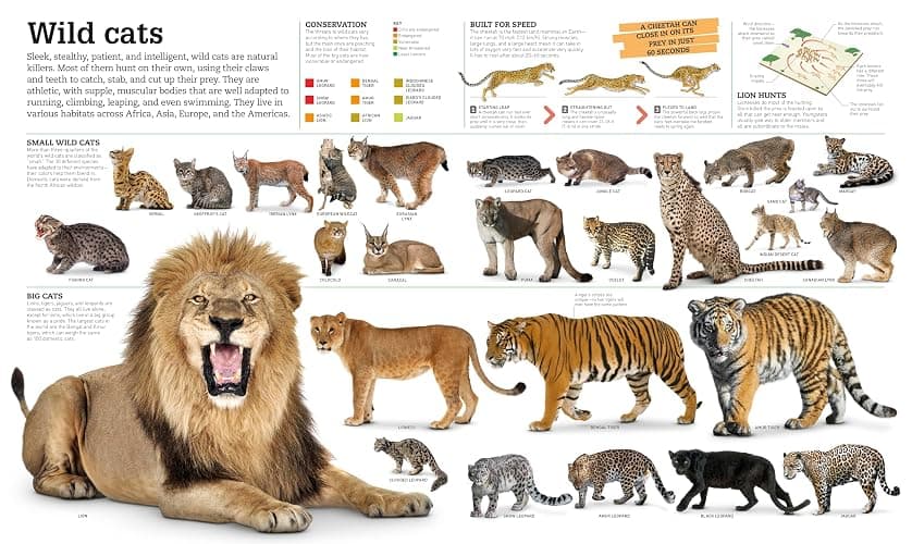 Picturepedia, Second Edition: An Encyclopedia on Every Page thumbnail 10