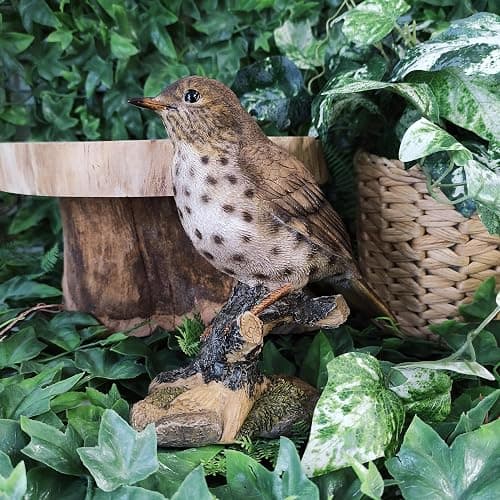 Vivid Arts Oiseaux du jardin (Grive chantante) thumbnail 2