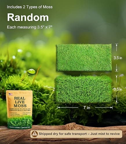 Live Moss Duo Pack 2 Types of Real Live Sheet/Sphagnum Moss for Terrariums, Terrarium Mosses Landscaping, Reptile Tank Accessories, Snake & Gecko Humidity Substrate Mosses for Crafts & Plant Décor thumbnail 2