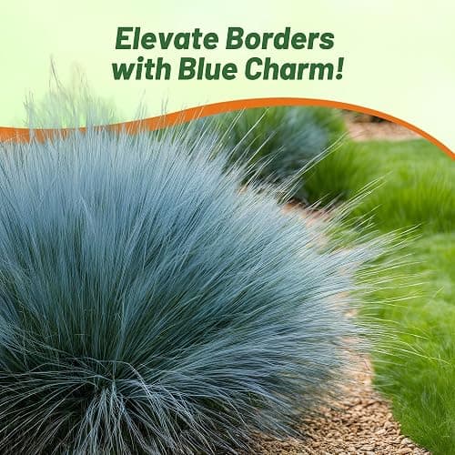 Outsidepride 10000 Seeds Perennial Festuca Cinerea Glauca Varna Blue Fescue Ornamental Grass Seed for Planting thumbnail 7