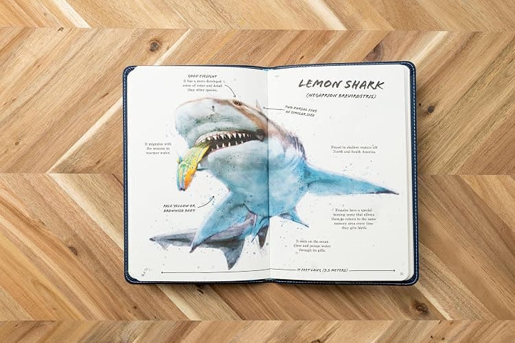 The Ultimate Shark Field Guide: The Ocean Explorer's Handbook (Ultimate Field Guides) thumbnail 5