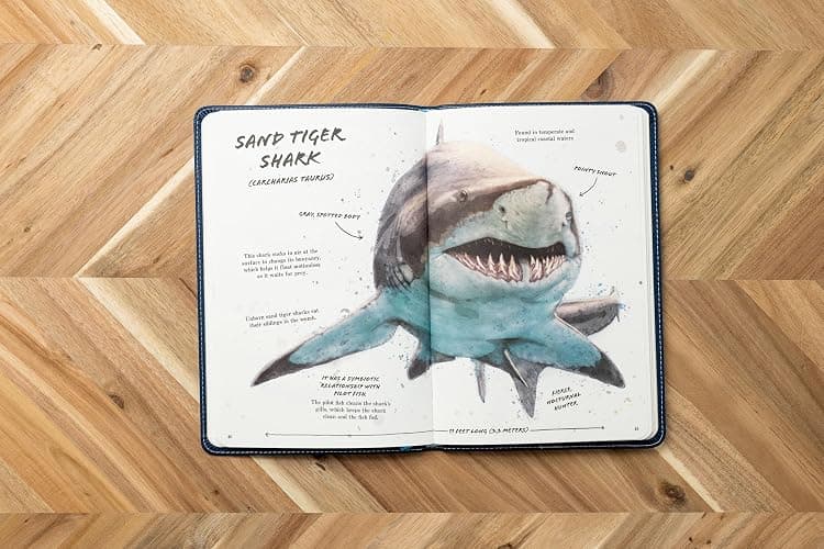 The Ultimate Shark Field Guide: The Ocean Explorer's Handbook (Ultimate Field Guides) thumbnail 6