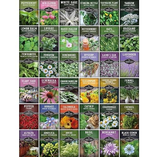 Ultimate Medicinal Herb Seeds Variety Pack – 36 Heirloom Non-GMO Healing Herbs for Planting | Wellness & Apothecary Garden Kit for Herbalists, Homesteaders – Survival Garden Seeds (28,000+) thumbnail 7