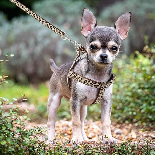 Mile High Life Leopard Dog Harness Collar Leash Set, Adjustable No Pull Dog Halter Harness for Small Breed Dogs, Easy Control for Training Walking (Brown, S Chest 11"-18", Neck 10"-14") thumbnail 4