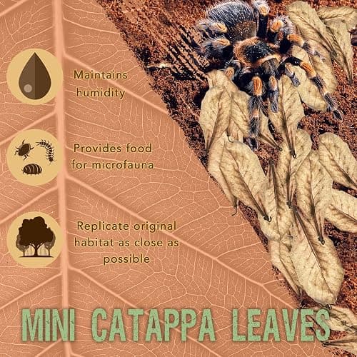 SunGrow 50 Pack Leaf Litter for Spider, Cricket & Isopod, Mini Catappa Dried Indian Almond Leaves, for Vivarium, Terrarium & Aquarium (Mini Leaves (2", 50-Pack)) thumbnail 2