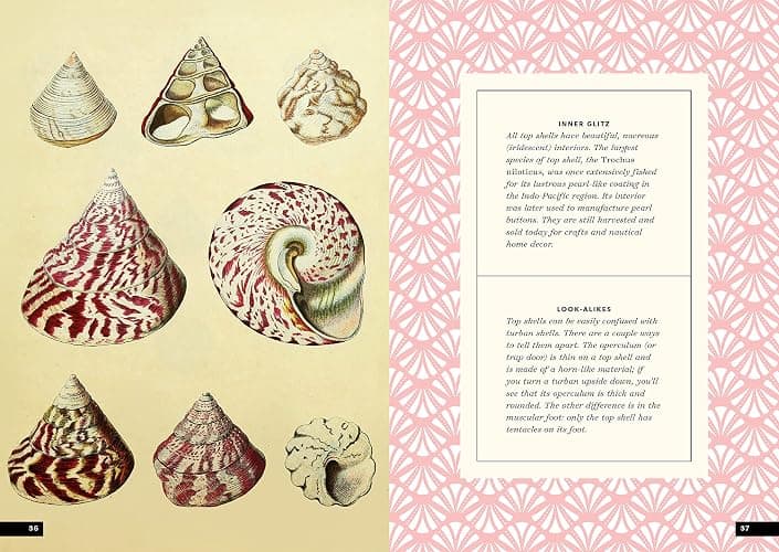 The Little Book of Shells: A Guide to Shells and the Amazing Creatures Who Make Them thumbnail 12