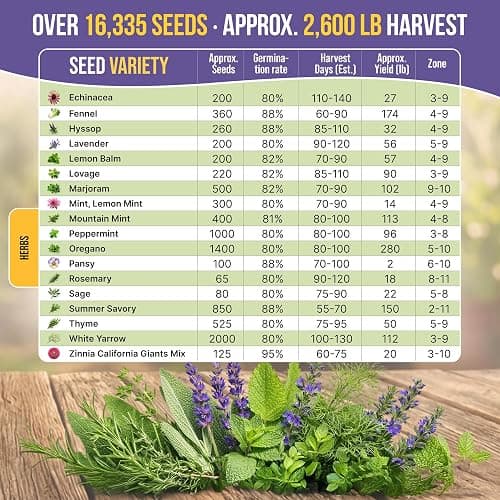 35 Medicinal & Tea Herb Seeds Variety Pack for Indoor & Outdoors. 16,335+ Non-GMO Heirloom Garden Seeds: Anise, Bergamot, Borage, Cilantro, Chamomile, Dandelion, Rosemary Seeds & More thumbnail 5