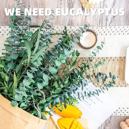 3kinds Natural Eucalyptus Stems 24PCS - 17inch Eucalyptus Set for Shower Bundle Real Eucalyptus Leaves Branches Vase Filler, Dried Flowers Arrangement Home Decor Wedding Decor thumbnail 5