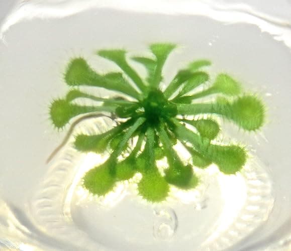 Bloomify Live Sundew Plant Terrarium – Enclosed Ecosystem with Zero Maintenance – Unique Ecosphere Plants for Home Décor – Drosera Spatula Sundew Plant –Great Gift – Self-Sustaining Terrarium thumbnail 3