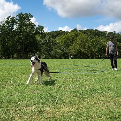 Hi Kiss Dog/Puppy Obedience Recall Training Agility Lead - 15ft 20ft 30ft 50ft 100ft Leash Great for Training, Play, Camping, or Backyard Black thumbnail 6