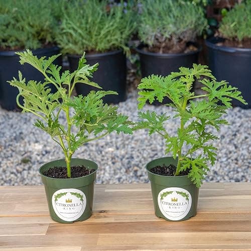 2 Citronella (Mosquito Plant) - Large and Etsblished with Fresh Citrus Aroma for Patio, Garden & Indoor/Outdoor Containers, Citrosa Geranium (Pelargonium citrosum) in 4″ Pots, Live Plants - Image 1